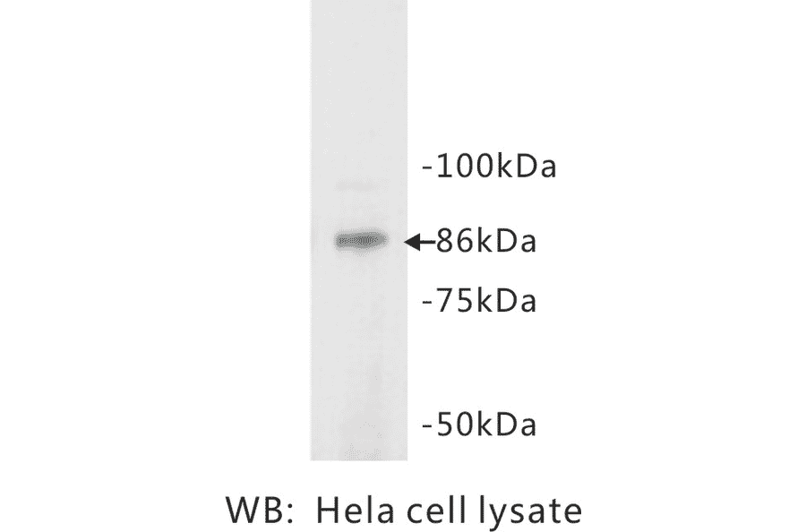 Western Blot - Anti-STAT3 Antibody (BPA1094) - Antibodies.com