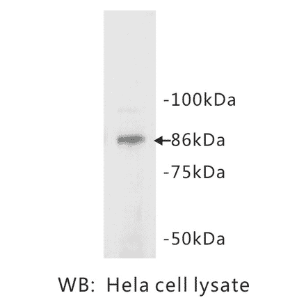 Western Blot - Anti-STAT3 Antibody (BPA1094) - Antibodies.com