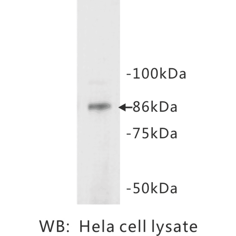 Western Blot - Anti-STAT3 Antibody (BPA1094) - Antibodies.com