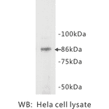 Western Blot - Anti-STAT3 Antibody (BPA1094) - Antibodies.com