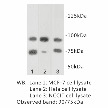 Western Blot - Anti-SUZ12 Antibody (BPA1095) - Antibodies.com