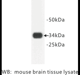 Western Blot - Anti-Synaptophysin Antibody (BPA1096) - Antibodies.com