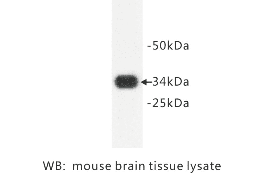 Western Blot - Anti-Synaptophysin Antibody (BPA1096) - Antibodies.com