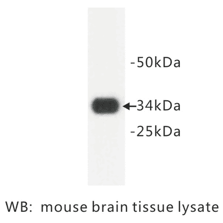 Western Blot - Anti-Synaptophysin Antibody (BPA1096) - Antibodies.com