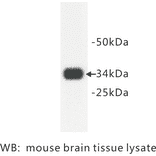 Western Blot - Anti-Synaptophysin Antibody (BPA1096) - Antibodies.com