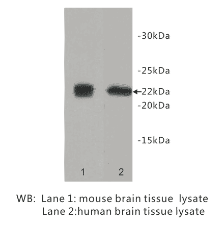Western Blot - Anti-CD90 Antibody (BPA1098) - Antibodies.com