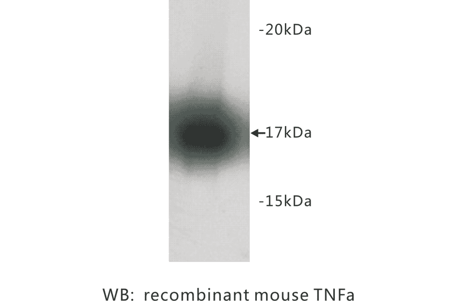 Western Blot - Anti-TNF alpha Antibody (BPA1100) - Antibodies.com