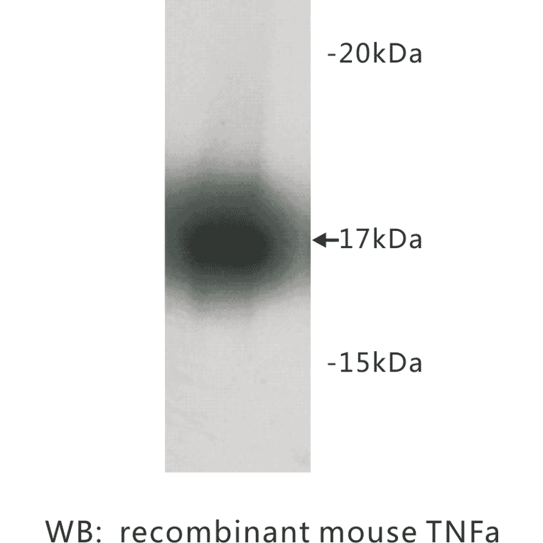 Western Blot - Anti-TNF alpha Antibody (BPA1100) - Antibodies.com