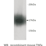Western Blot - Anti-TNF alpha Antibody (BPA1100) - Antibodies.com