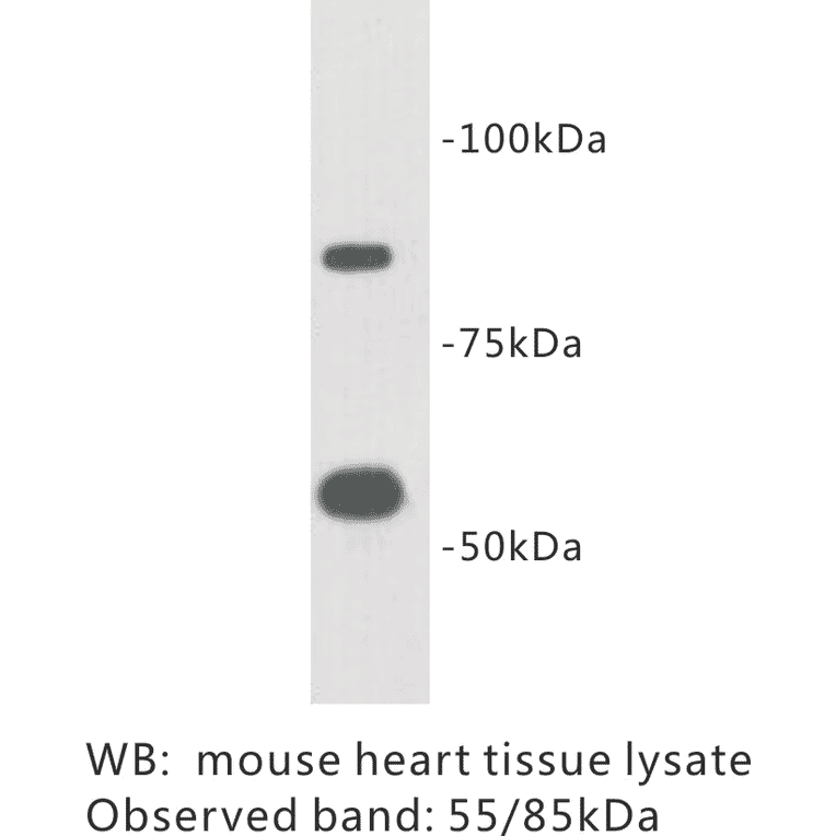 Western Blot - Anti-TTMEM2 Antibody (BPA1101) - Antibodies.com
