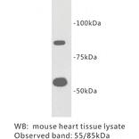 Western Blot - Anti-TTMEM2 Antibody (BPA1101) - Antibodies.com