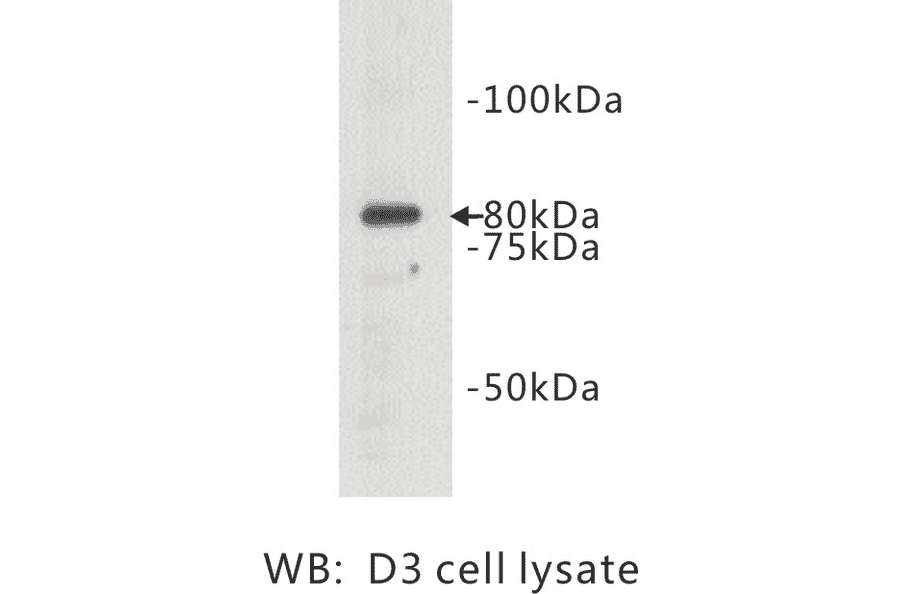 Western Blot - Anti-TMEM132B Antibody (BPA1104) - Antibodies.com