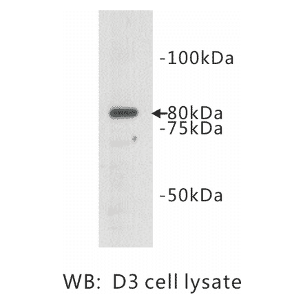 Western Blot - Anti-TMEM132B Antibody (BPA1104) - Antibodies.com