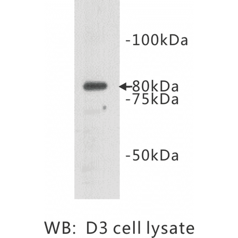 Western Blot - Anti-TMEM132B Antibody (BPA1104) - Antibodies.com