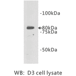 Western Blot - Anti-TMEM132B Antibody (BPA1104) - Antibodies.com