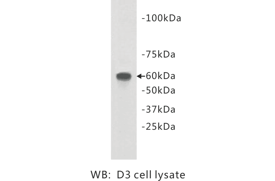 Western Blot - Anti-TMEM132E Antibody (BPA1105) - Antibodies.com