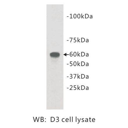 Western Blot - Anti-TMEM132E Antibody (BPA1105) - Antibodies.com