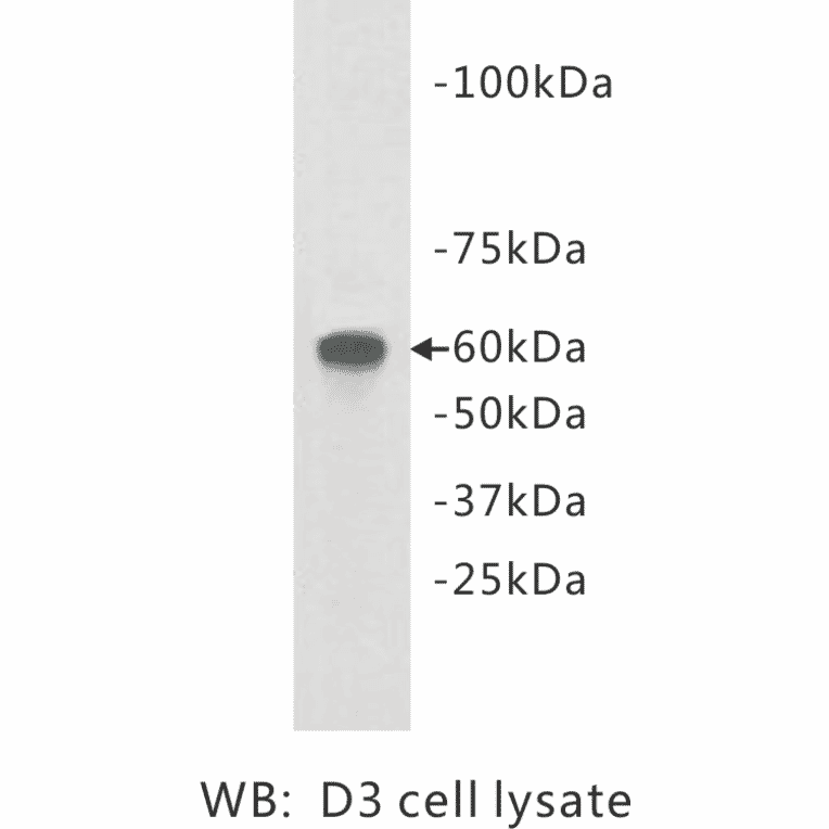Western Blot - Anti-TMEM132E Antibody (BPA1105) - Antibodies.com