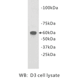 Western Blot - Anti-TMEM132E Antibody (BPA1105) - Antibodies.com