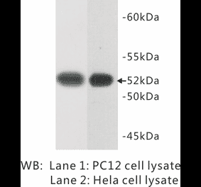 Western Blot - Anti-Tubulin Antibody (BPA1106) - Antibodies.com