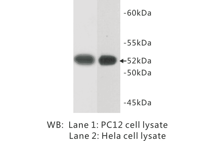 Western Blot - Anti-Tubulin Antibody (BPA1106) - Antibodies.com
