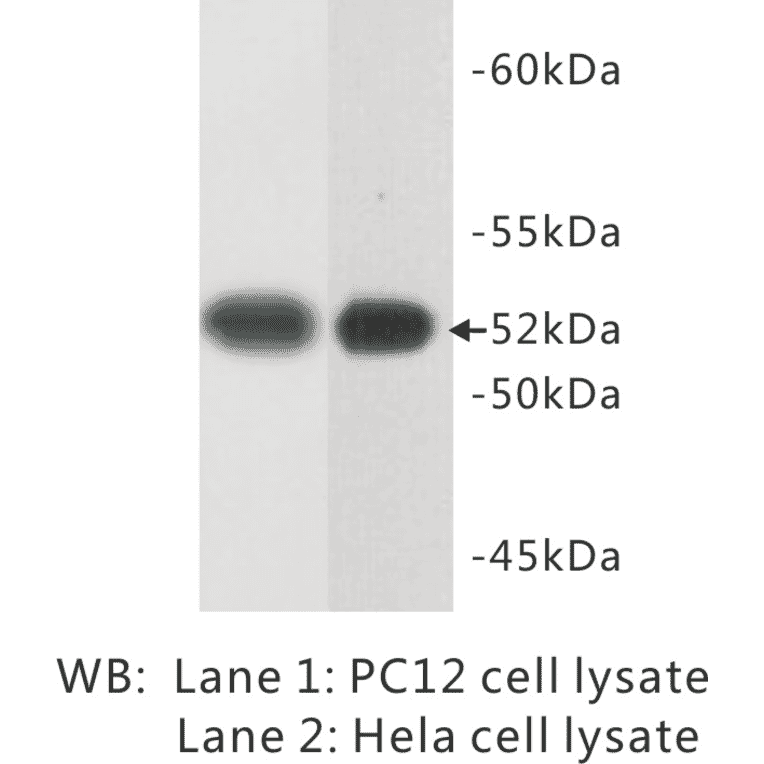 Western Blot - Anti-Tubulin Antibody (BPA1106) - Antibodies.com