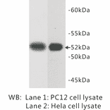 Western Blot - Anti-Tubulin Antibody (BPA1106) - Antibodies.com