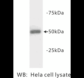 Western Blot - Anti-beta III Tubulin Antibody (BPA1107) - Antibodies.com