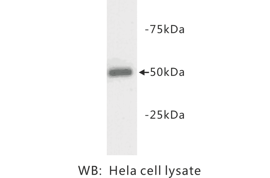 Western Blot - Anti-beta III Tubulin Antibody (BPA1107) - Antibodies.com