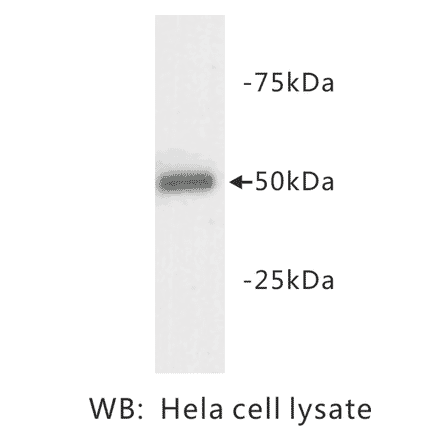 Western Blot - Anti-beta III Tubulin Antibody (BPA1107) - Antibodies.com