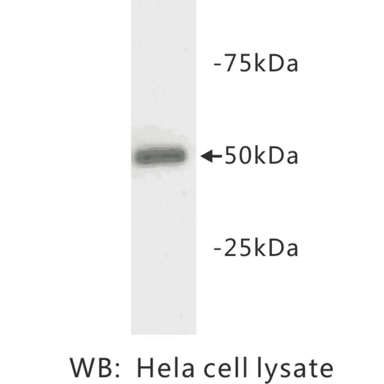 Western Blot - Anti-beta III Tubulin Antibody (BPA1107) - Antibodies.com