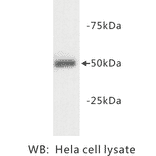 Western Blot - Anti-beta III Tubulin Antibody (BPA1107) - Antibodies.com