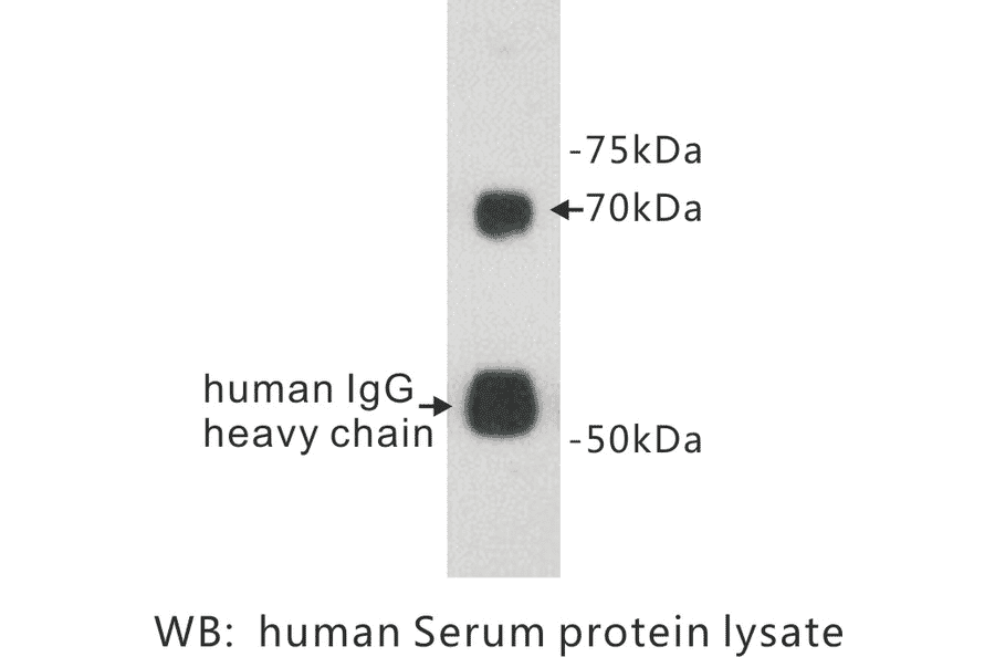 Western Blot - Anti-Protein S Antibody (BPA1110) - Antibodies.com