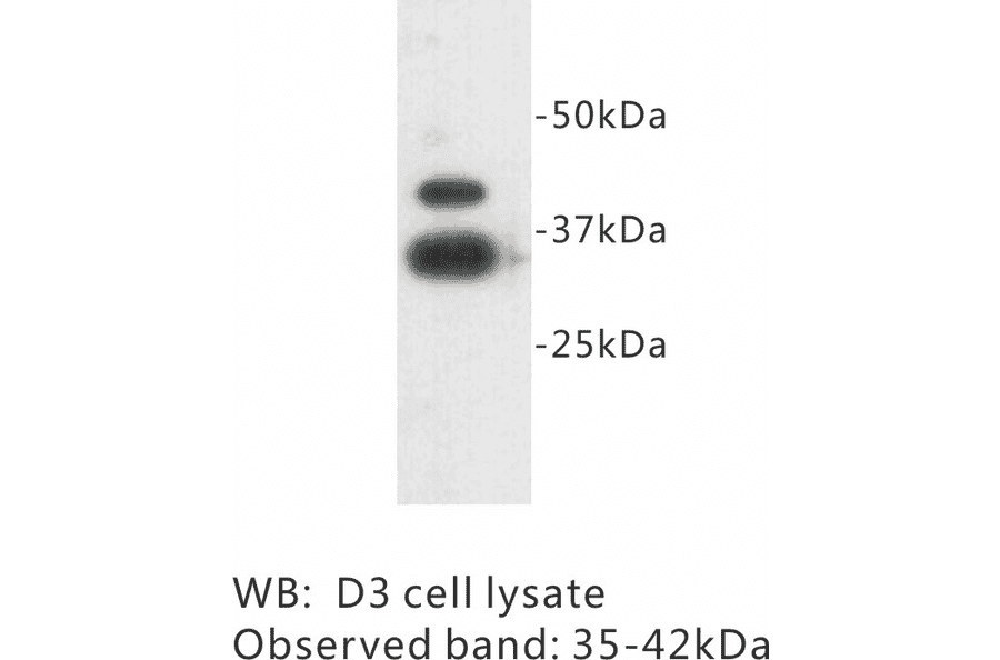 Western Blot - Anti-ZFP 42 Antibody (BPA1111) - Antibodies.com