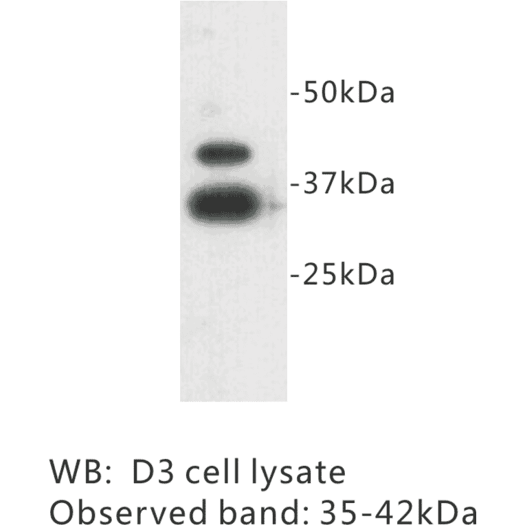 Western Blot - Anti-ZFP 42 Antibody (BPA1111) - Antibodies.com