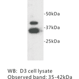 Western Blot - Anti-ZFP 42 Antibody (BPA1111) - Antibodies.com