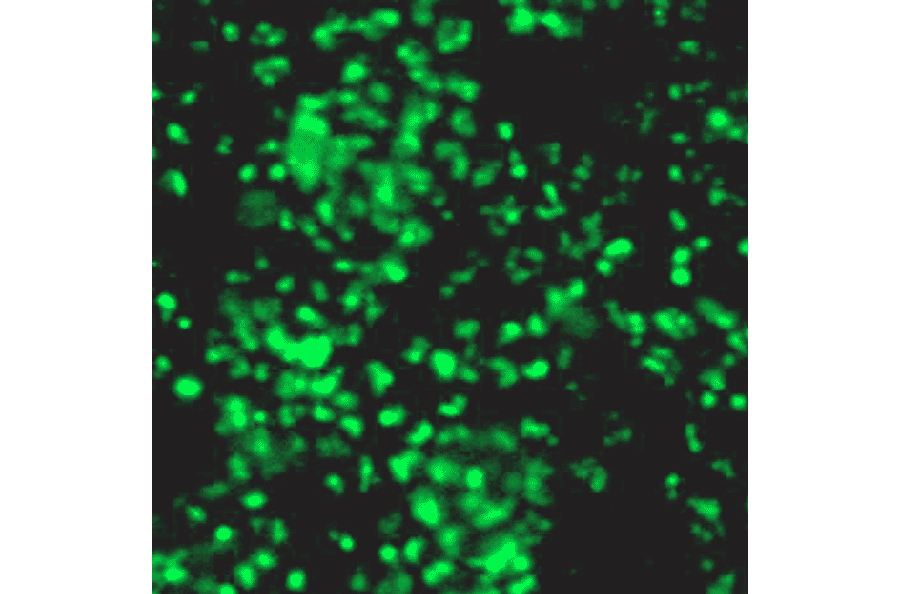 Immunocytochemistry - Anti-SOX2 Antibody (BPA1112) - Antibodies.com