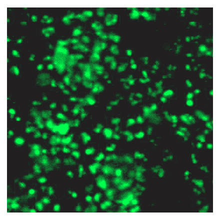 Immunocytochemistry - Anti-SOX2 Antibody (BPA1112) - Antibodies.com