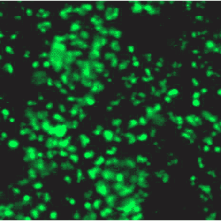 Immunocytochemistry - Anti-SOX2 Antibody (BPA1112) - Antibodies.com