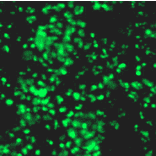 Immunocytochemistry - Anti-SOX2 Antibody (BPA1112) - Antibodies.com