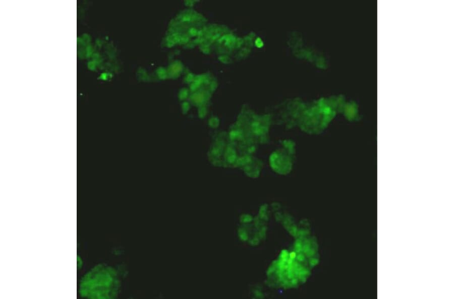Immunocytochemistry - Anti-SOX2 Antibody (BPA1112) - Antibodies.com