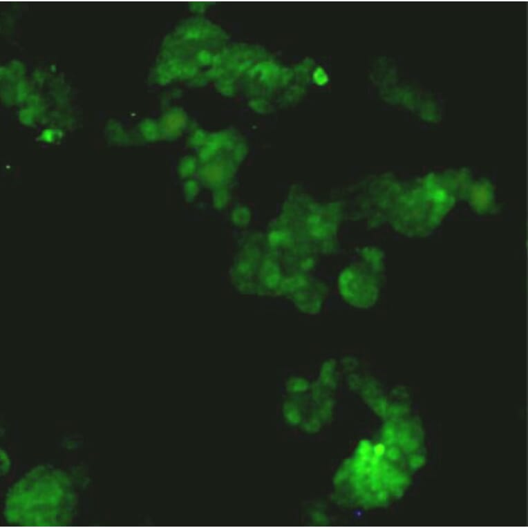 Immunocytochemistry - Anti-SOX2 Antibody (BPA1112) - Antibodies.com