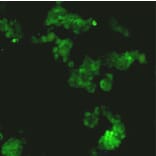 Immunocytochemistry - Anti-SOX2 Antibody (BPA1112) - Antibodies.com