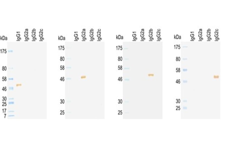 Western Blot - Anti-IgG1 Antibody (HRP) (031402D02H) - Antibodies.com