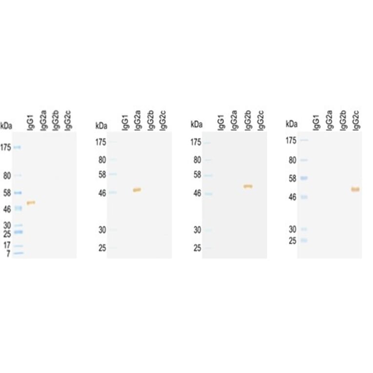 Western Blot - Anti-IgG1 Antibody (HRP) (031402D02H) - Antibodies.com