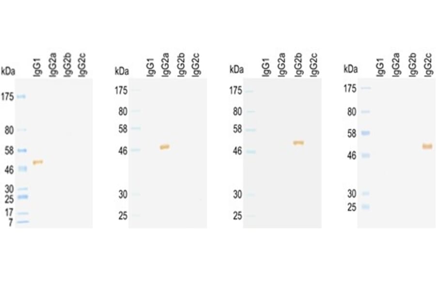 Western Blot - Anti-IgG2b Antibody (HRP) (031502D08H) - Antibodies.com