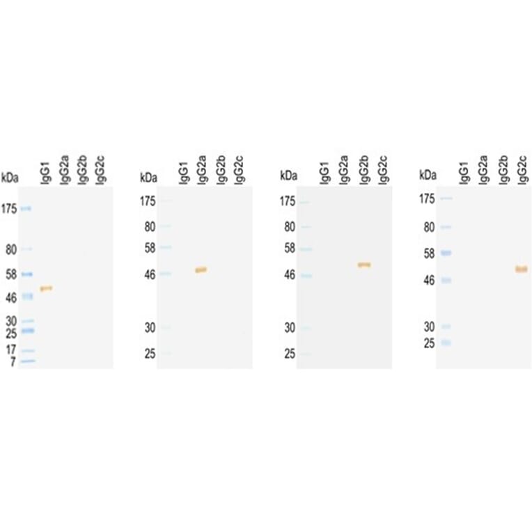 Western Blot - Anti-IgG2b Antibody (HRP) (031502D08H) - Antibodies.com