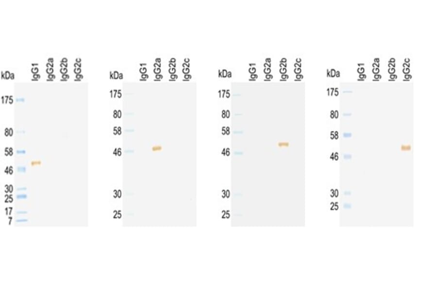 Western Blot - Anti-IgG2c Antibody (HRP) (031601F11H) - Antibodies.com