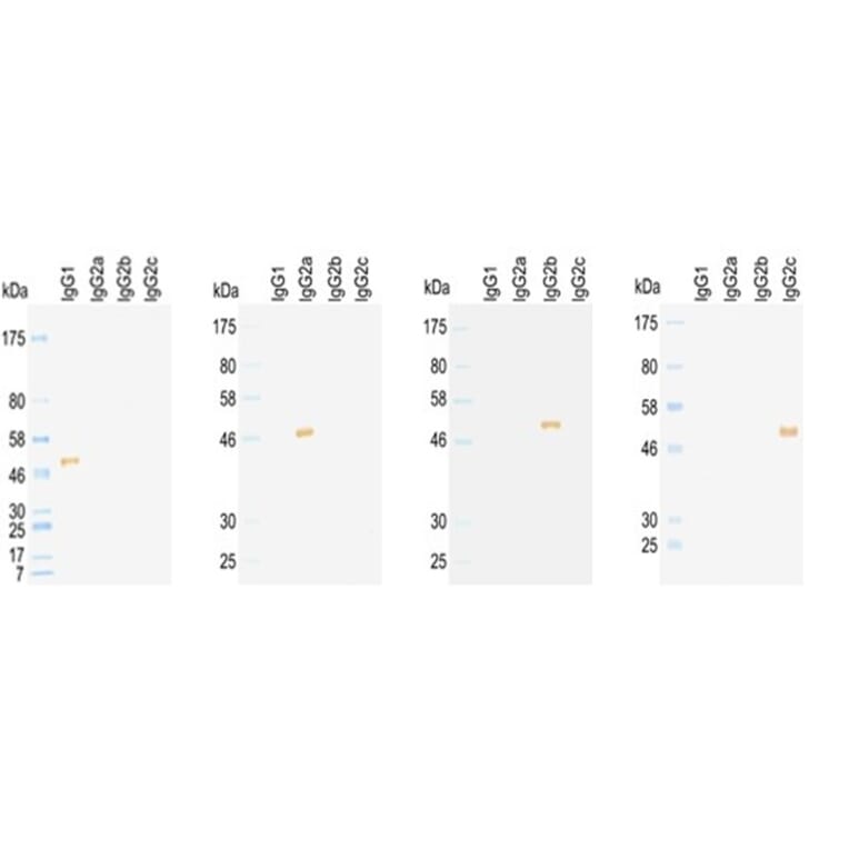 Western Blot - Anti-IgG2c Antibody (HRP) (031601F11H) - Antibodies.com