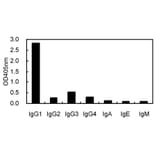 Cross-Reactivity Test - Anti-IgG1 Antibody (031801A04) - Antibodies.com